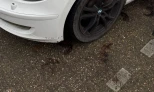 BMW 116 2010 Gasoline Manual