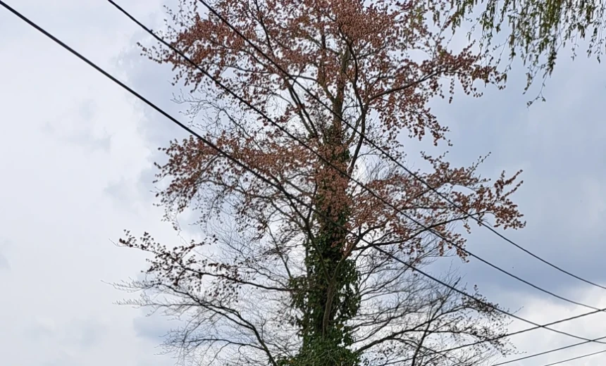 Volkswagen Golf Variant 2017 Gasoline Manual Image 1